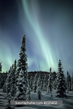 AURORA BOREALIS: Aurora Borealis (Northern Lights) over snowy landscape with Spruce Trees.   Susitna Valley, near Nancy Lake, Alaska