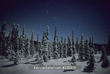 ALASKA, INTERIOR, SCENIC: Winter scene at night with stars and snow-covered Spruce Trees.   Natural light.  Boreal Forest, Susitna Valley, near Nancy Lake, Alaska