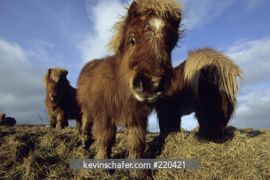HORSE, SHETLAND PONY: Curious group, Shetland Islands, Scotland.