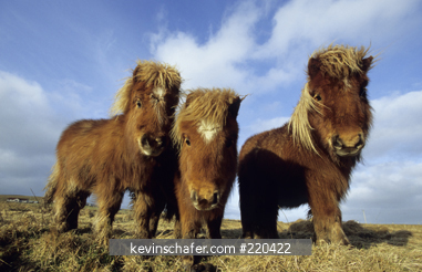 HORSES, SHETLAND PONY: Curious group, Shetland Islands, Scotland.