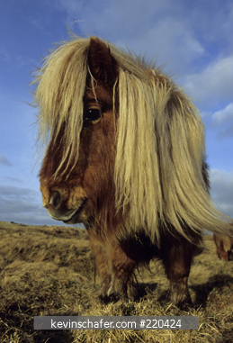 HORSES, SHETLAND PONY: Looking through long mane.  Shetland Islands, Scotland.
