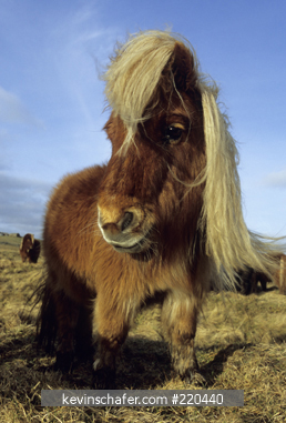HORSES, SHETLAND PONY: Shetland Islands, Scotland.