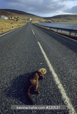 UK, SCOTLAND, SHETLAND ISLANDS: Dead Otter (Lutra lutra) on highway, roadkill main cause of death for Shetland Otters.