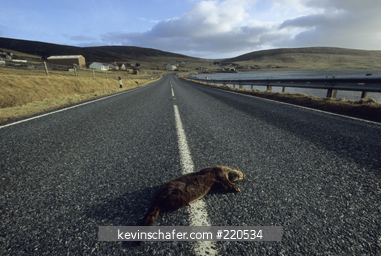 UK, SCOTLAND, SHETLAND ISLANDS: Dead Otter (Lutra lutra) on highway, roadkill main cause of death for Shetland Otters.