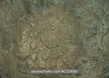 FOSSIL: Ediacaran fauna, jellyfish, (Mawsonites spriggi), Australia.