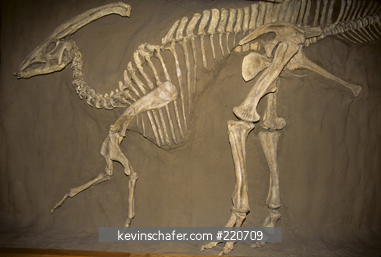FOSSIL: Dinosaur, fossil of Duckbill, (Parasaurolophus),  Cretaceous, Royal Tyrell Museum, Drumheller, Alberta, Canada.