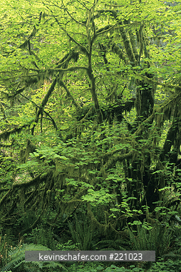 WASHINGTON, USA: Olympic National Park, Quinault River Valley, temperate rainforest interior, May.