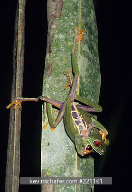 FROG, RED-EYED TREE: (Agalychnis callidryas) two males wrestling for female, Costa Rica.