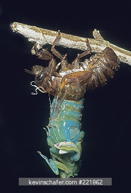 CICADA: Shedding exo-skeleton, Tortuguero National Park, Costa Rica.