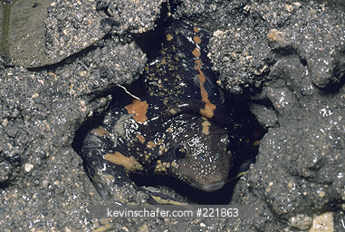 TOAD, MEXICAN BURROWING: (Rhinophrynus dorsalis) digging in mud, Tikal National Park, Guatemala.