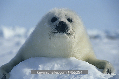 SEAL, HARP PUP: (Phoca groenlandica) close-up in snow, Magdalen Island, Quebec, eastern Canada.
