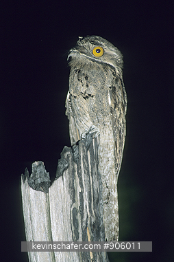 POTOO, COMMON: (Nyctibius griseus)  
Trinidad, Portrait of a common potoo at night.