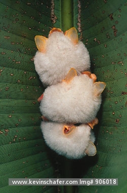BATS, HONDURAN TENT: (Ectophylla alba)  
Costa Rica, La Selva Reserve, White Bats Roost under heliconia leaves.