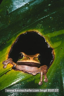 FROGS: (Smilisca phaeota)  
Costa Rica, Masked Tree Frog peering through hole in leaf.
