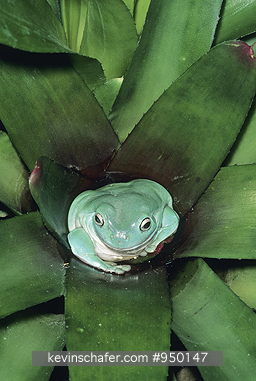 FROG, WHITE: (Litoria caerulea) Australia. Portrait of White\\\'s tree frog resting on leaf.