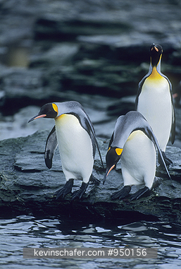 KING PENGUIN: King Penguins (Aptenodytes patagonicus) at waters edge, South Georgia Island, Antarctica.