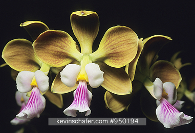 FLORA , ORCHID: (Encyclia megalantha) Brazil, Wild Orchid species