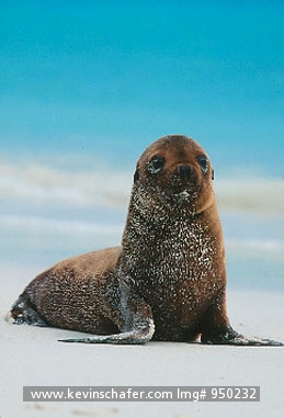 SEA LION, GALAPAGOS: (Zalophus californianus wollebaeki) Ecuador, Galapagos Islands, Hood (Espanola)  Island, Galapagos sea lion pup on beach.
