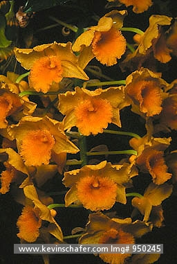 ORCHID, WILD: (Dendrobium densiflorum) India, Nepal, Cluster of wild orchids.
