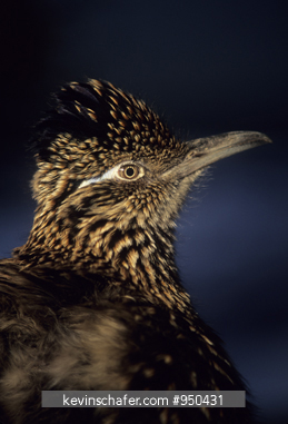 ROADRUNNER: (Geococcyx californianus) portrait in profile.