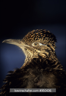 ROADRUNNER: (Geococcyx californianus) a portrait in profile.