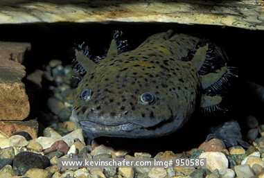 AXOLOTL: Example of Neoteny, rare stage of salamander, known as Mexico Salamander.