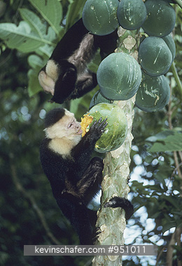 MONKEY, WHITE-FRONTED CAPUCHIN: (Cebus capucinus)
Costa Rica, Manuel Antonio National Park, White-fronted capuchin monkeys feeding in papaya tree.