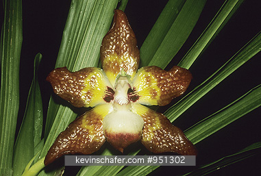 ORCHID, WILD: (Huntleya burtii) Wild Orchid species,  Costa Rica