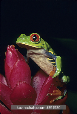 FROG, RED-EYED TREE: (Agalychnis callidryas) on Heliconia bloom, Tortuguero National Park, Costa Rica.