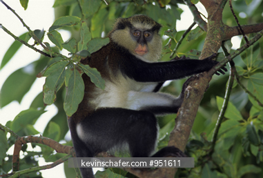 MONKEY, MONA: (Cercopithecus mona) Grand Etang, Grenada, West Indies.