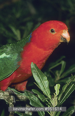 PARROT, KING: (Alisterus scapularis)Australia, Queensland, Lamington National Park, King parrot perched in tree.