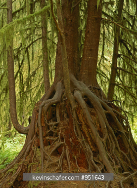 WASHINGTON, USA: Young Hemlock saplings grow from dead stump, Hoh Rainforest.