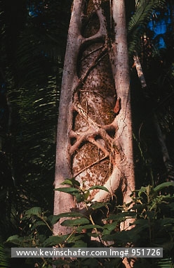 FLORA, STRANGLER FIG: Belize, Society Hall Reserve, Strangler fig killing host tree.