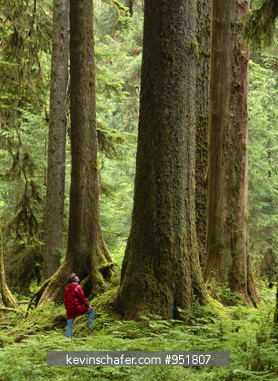 WASHINGTON, USA: Hoh River Valley, hiker (woman) looking up at giant Sitka Spruce tree, Olympic National Park.