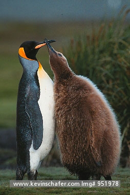 PENGUINS, KING: (Aptenodytes patagonicus) South Georgia island, Adult king penguin with chick.