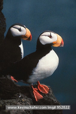 PUFFIN, HORNED: (Fratercula corniculata)  USA, Alaska, Pribilof  Islands, Bering Sea, Pair of horned puffins.