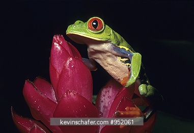FROG, RED-EYED TREE: (Agalychnis callidryas) Frog on plant, Tortugeuro National Park, Costa Rica.