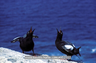 GUILLEMOT, PIGEON: (Capphus columbia)  USA, Farallon Island, Pigeon guillemots on shore.