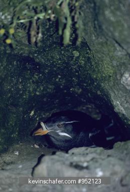 AUCKLET, RHINOCEROUS: (Cerorhinca monocerata) In burrow, Farallon Islands, California.