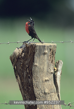 BLACKBIRD, RED-BREASTED: (Sturnella militaris) Venezuela, Hato Pinero, Llanos, Red-breasted blackbird singing.