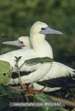BOOBY, RED-FOOTED: (Sula sula) Belize, Half Moon Cay, Lighthouse Reef, Two red-footed boobies.