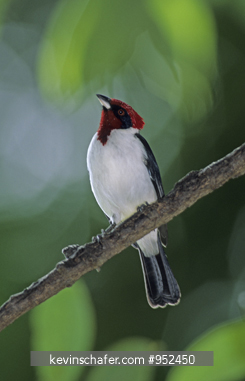 CARDINAL, RED CAPPED: (Paroaria gularis) On branch, Llanos, Venezuela.