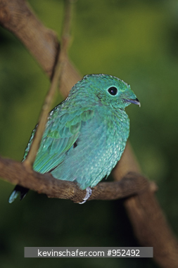 BROADBILL, LESSER GREEN: (Calyptomena viridis) on branch, Southeast Asia.