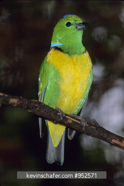 GOLDEN BROWED CHLOROPHONIA: (Chlorophonia occipitalis) Monteverde Cloud Forest,  Costa Rica.