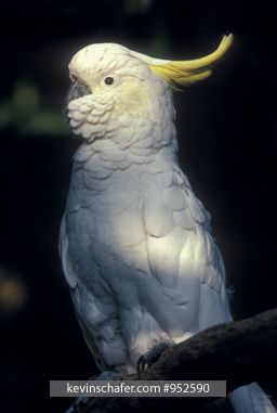 COCKATOO, SULPHUR-CRESTED: (Cacatua galerita) Papua New Guinea.