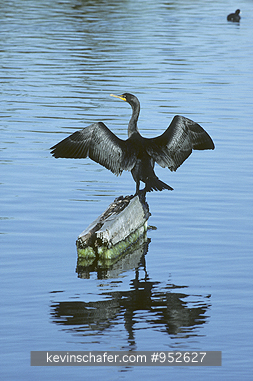 CORMORANT, DOUBLE CRESTED: USA, California, San Francisco Bay, Double-crested cormorant spreading his wings.