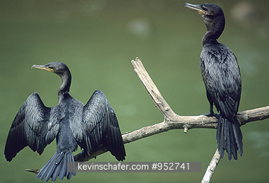 CORMORANT, NEOTROPICAL: (Phalacrocorax olivaceus) Venezuela, Hato Pinero, Llanos, Male neotropical cormorant drying his wings.