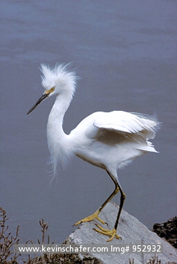 SNOWY EGRET: (Egretta thula) Portrait of a snowy egret on a rock, San Francisco Bay, California.