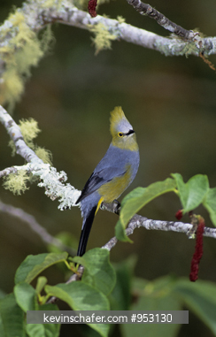 FLYCATCHER, LONG-TAILED SILKY: (Ptilogonys caudatus) Talamanca Range, Costa Rica.