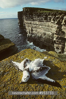 KITTIWAKE: United Kingdom, Orkney, Dead kittiwake fledgling.